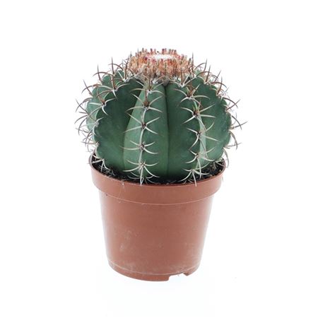 Melocactus Matanzanus Xl