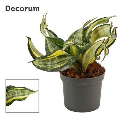 Sansevieria Hahnii Spiral Star (decorum)