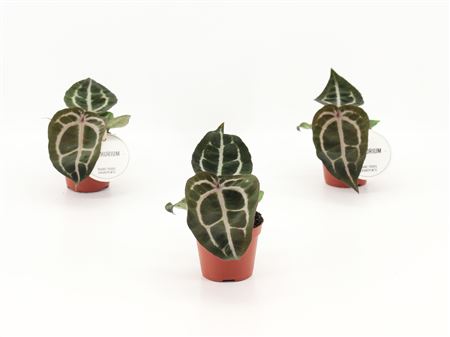Anthurium Red Crystallinum