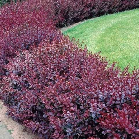 Барбарис тунберга Кармен в тубе