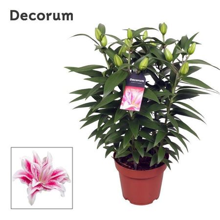 Lilium Or Roselily Nowa 5pp (decorum)