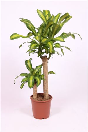 Dracaena Massangeana 60-30