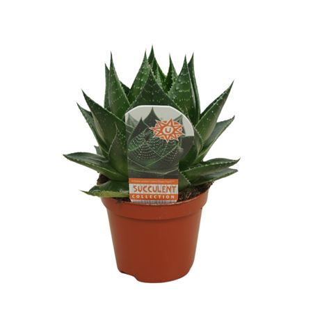 Aloe Cosmos