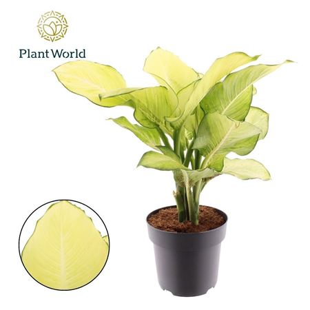 Dieffenbachia Tropic Marianne