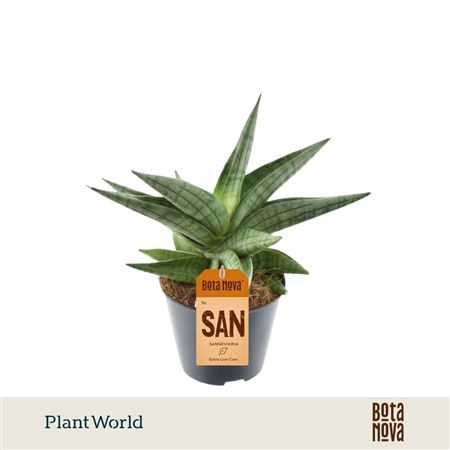 Sansevieria Helios Gedraaid P8,5