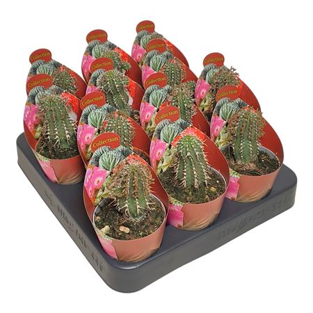 Euphorbia Phillipsioides Potcover