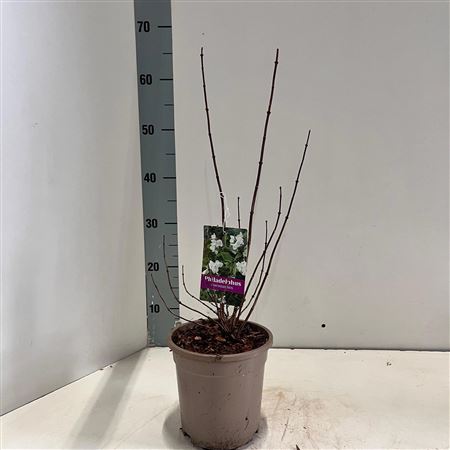 Филадельф Коронариус