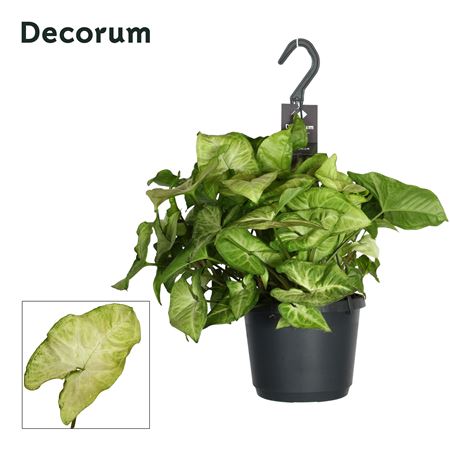 Syngonium 'white Butterfly' Hang