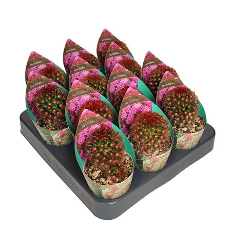 Mammillaria Carmenae Rubrispina Potcover