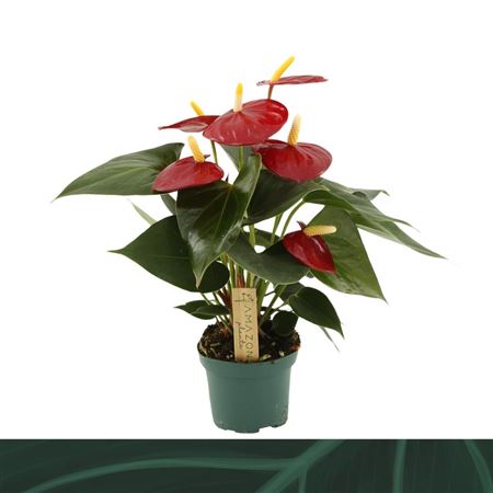 Anth An Aroha 3+ (amazone)