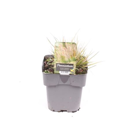 Pennisetum Al Little Bunny