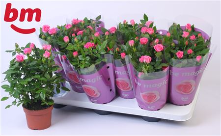 Rosa Sparkling Jewel (bm)