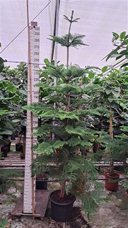 Araucaria