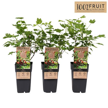 Ribes Uva-crispa Captivator