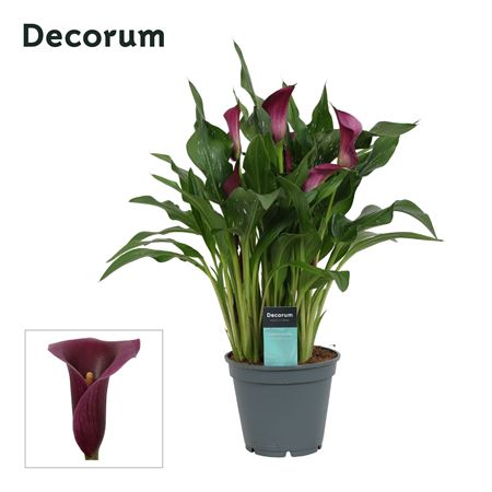 Zantedeschia Purple (decorum)
