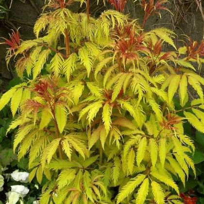 Бузина кистевидная Сатерленд Голд в тубе