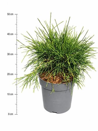 Thuja Occ Filiformis