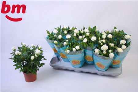 Rosa White Jewel (bm)