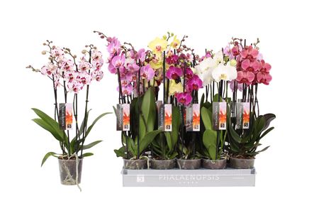 Phal 4st Mix 25+ (vijverberg)