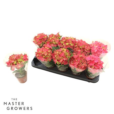 Hydrangea Ma Pink 1pp