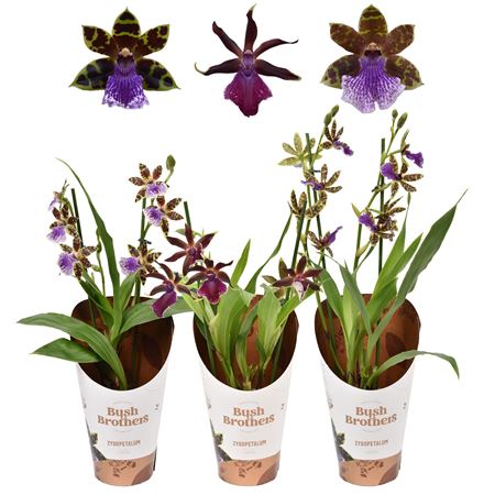 Zygopetalum 2st Mix