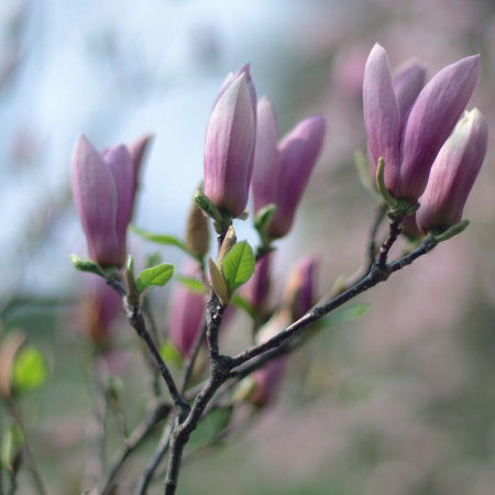 Магнолия сьюзана в тубе