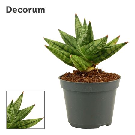 Sansevieria Rocky Crown 6  (decorum)
