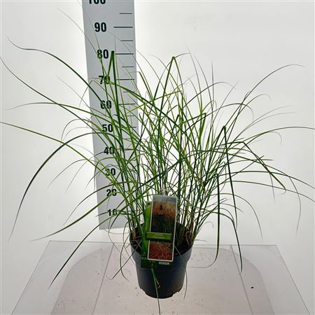 Miscanthus Sin Pink Cloud
