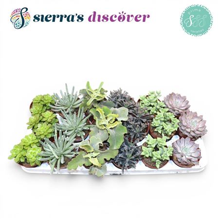 Succulent Season Mix