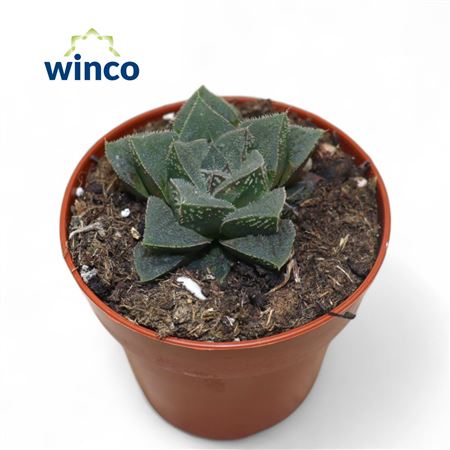 Haworthia Pymaea