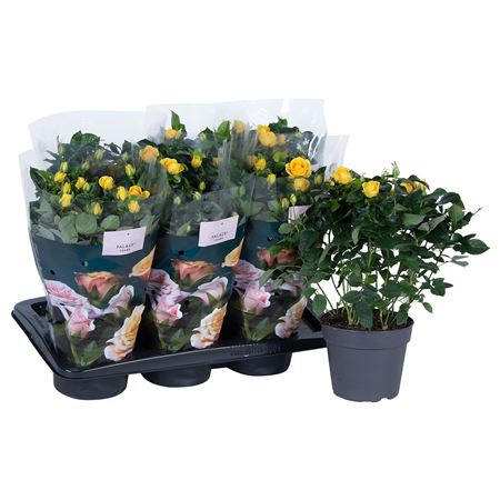 Rosa Yellow