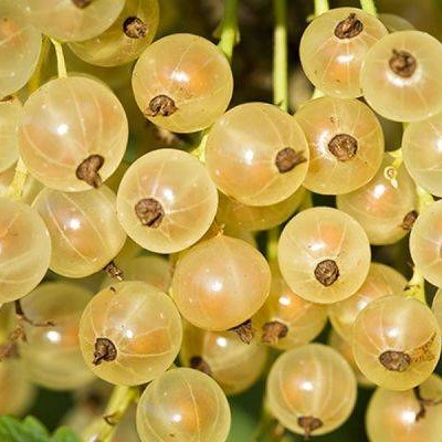 Смородина белая Белая Фея в тубе