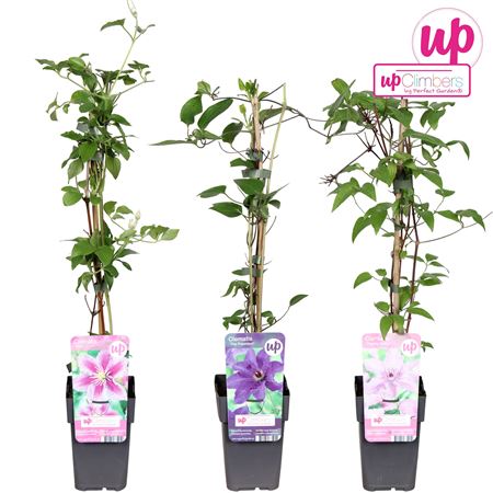 Clematis Mix Value