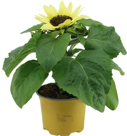 Helianthus Sunsation Lemon