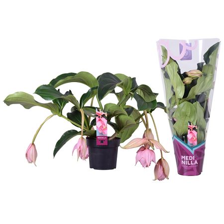 Medinilla Magnifica 2 Etage 6+ Exclusive Sleeve
