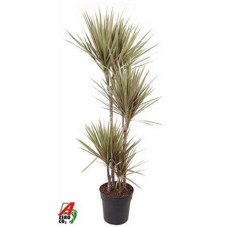Drac Bicolor 90-60-30-15