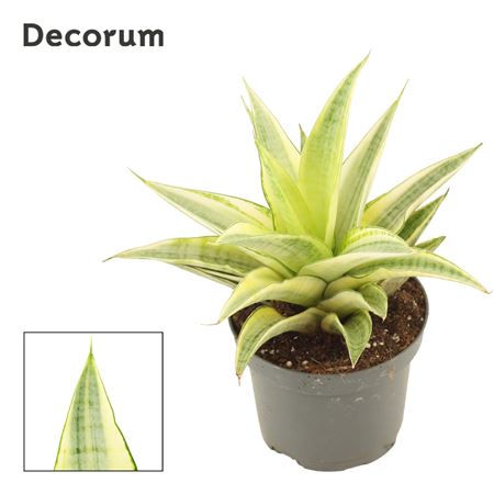 Sansevieria Gabriella Crown 9 Cm (decorum)