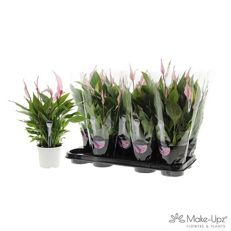 Spath Bellini Make Upz Pink 8+