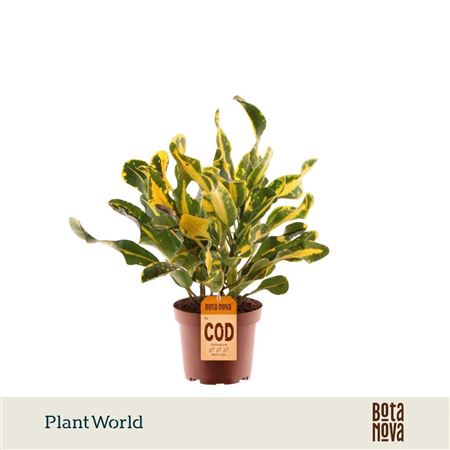 Codiaeum Yellow Mammi 3pp Head