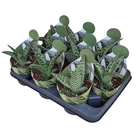Aloe Variegata Compacta Potcover