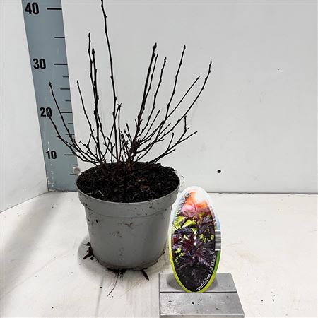 Physocarpus Op All Black