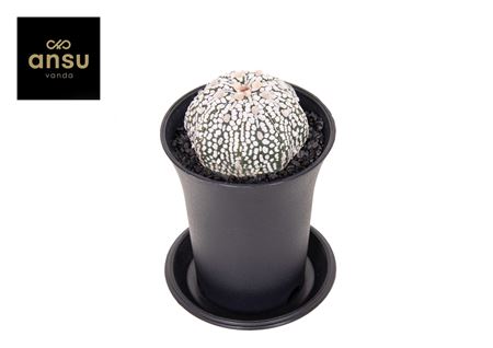 Astrophytum Asterias Super Kabuto