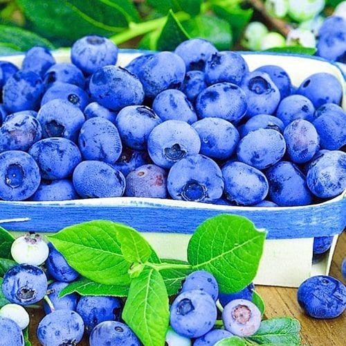 Голубика высокорослая Кроатон