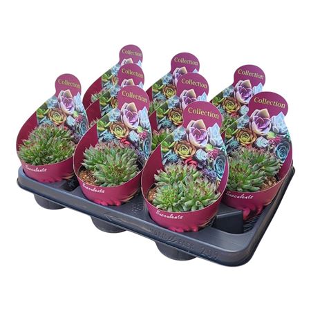Sempervivum Tectorum Cv. Oddity