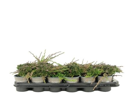 Juniperus Hor Icee Blue