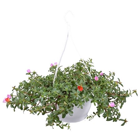 Portulaca Carnaval Hanging Pot