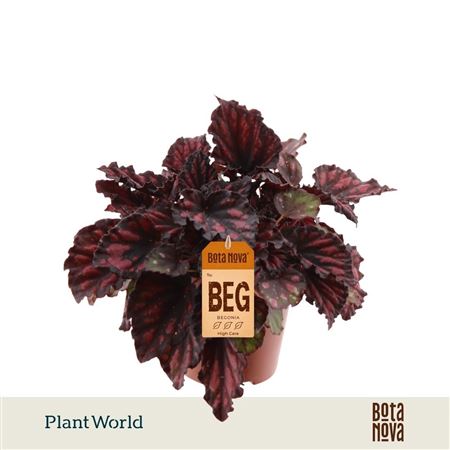 Begonia Rex Etna