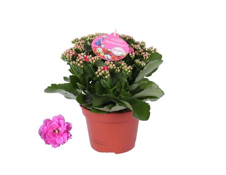 Kal Pink Gardenlina