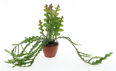 Epiphyllum Anguliger Hangplant