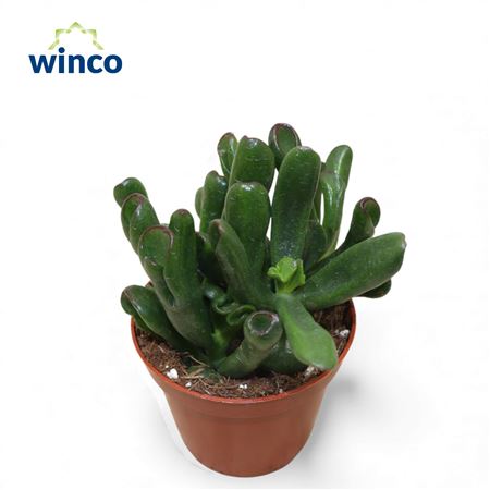 Crassula Hobbit-sunset